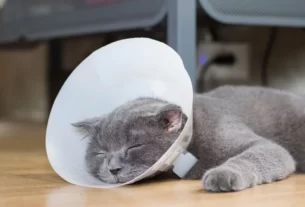 cat wear cone